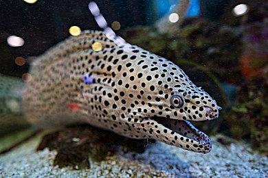 玩家赢了！《漫威蜘蛛侠2》《美末2》《战神5》等不再需要PSN帐户