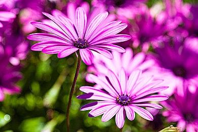 Epic下周免费新赠独立游戏《大头菜小子避税记》